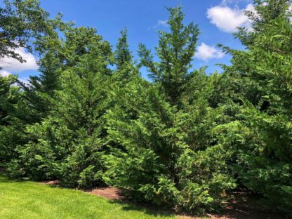 Row of individual mature evergreen trees in lawn