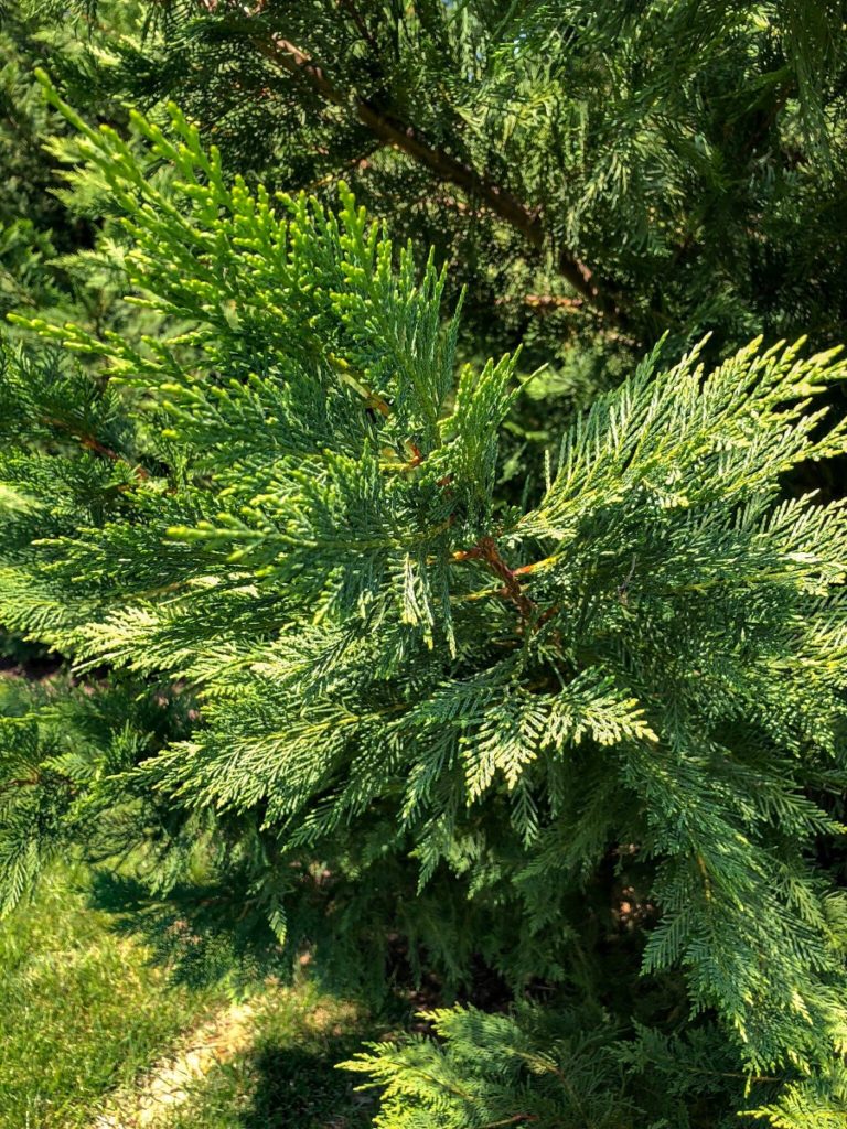Buy Leyland Cypress Trees Online Stadler Nurseries