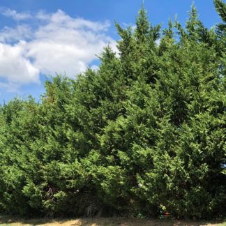 Row of mature, very tall, pyramidal evergreen trees