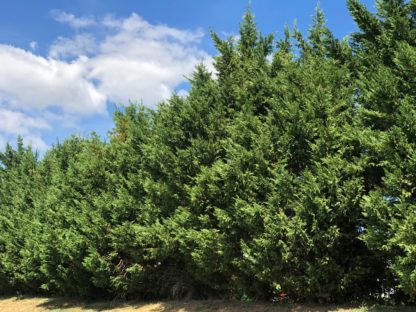 cypress leyland trees