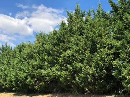 Row of mature, very tall, pyramidal evergreen trees