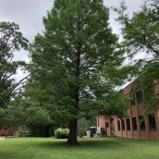 Tall, mature, pyramidal tree with green laves in lawn near building