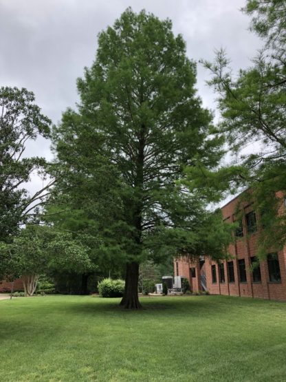 Tall, mature, pyramidal tree with green laves in lawn near building
