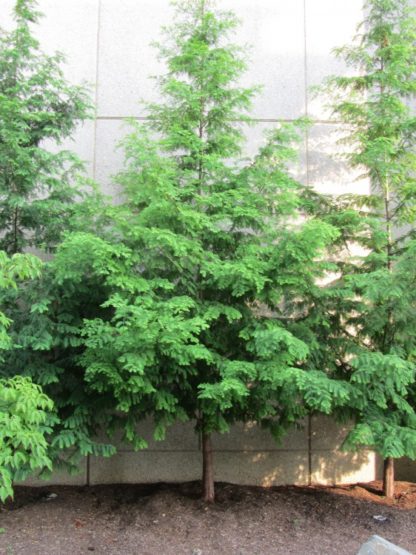 Row of tall, pyramidal trees planted next to building