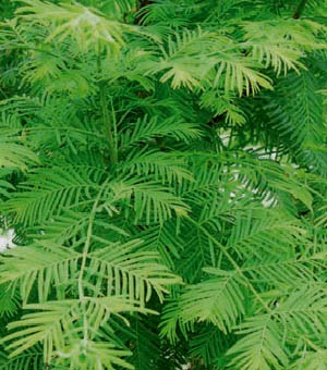 Close-up of fern-like green leaves