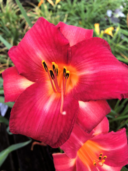 Large, cupped, red flowers with yellow-white centers