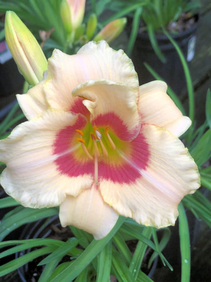 Large, cupped, white flower with purple center and yellow stamens surrounded by grass-like foliage and white flower buds