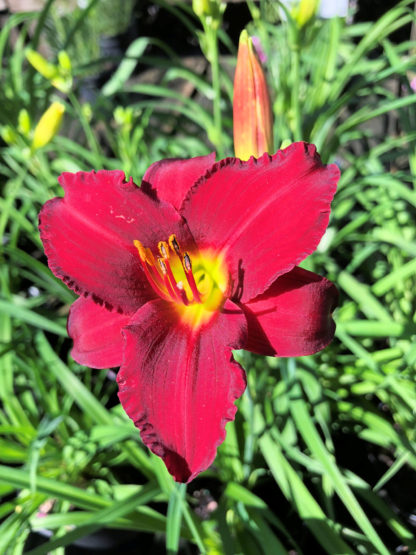 Large, cupped, velvety-red flower with yellow center surrounded by grass-like foliage and one large flower bud