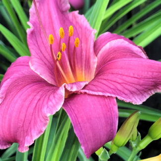 Large, cupped, purple flower with yellow stamens surrounded by grass-like foliage