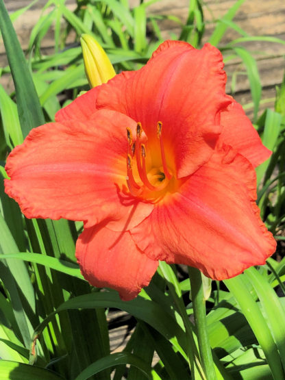 Large, cupped, orange flower surrounded by grass-like foliage and one large flower bud