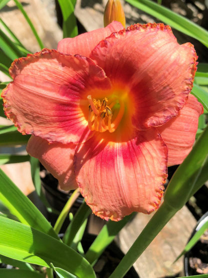 Large, cupped, salmon-pink flower with dark pink ring in the center and yellow stamens surrounded by grass-like foliage