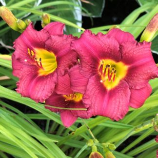 Large, cupped, red flowers with yellow centers surrounded by grass-like foliage and flower buds