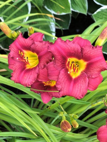 Large, cupped, red flowers with yellow centers surrounded by grass-like foliage and flower buds