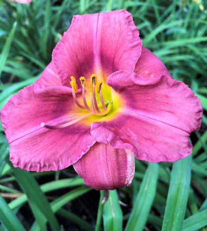 Large, cupped, purple flower with yellow stamens surrounded by grass-like foliage