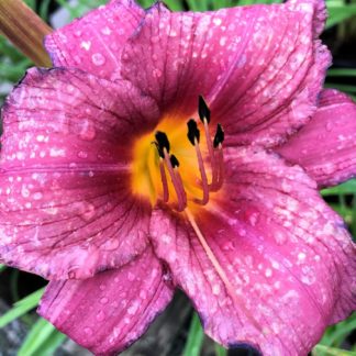 Large, cupped, purple flower with water droplets surrounded by grass-like foliage