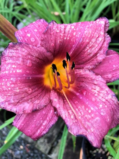 Large, cupped, purple flower with water droplets surrounded by grass-like foliage