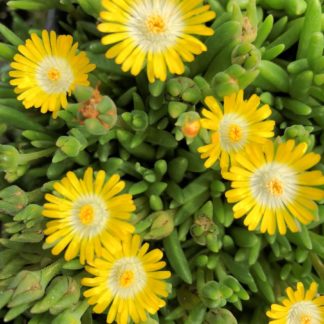Tiny, yellow, star-shaped flowers on succulent, light green foliage