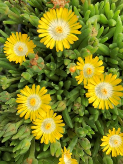 Tiny, yellow, star-shaped flowers on succulent, light green foliage