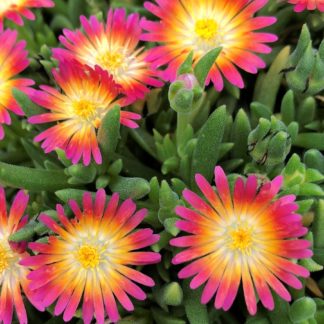 Tiny, bright pink and orange, star-shaped flowers on succulent, light green foliage