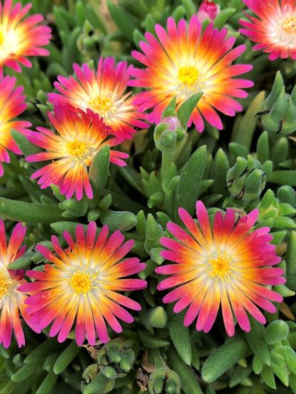 Tiny, bright pink and orange, star-shaped flowers on succulent, light green foliage