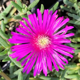 Tiny, neon-purple, star-shaped flower on succulent, light green foliage