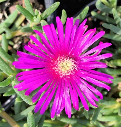 Tiny, neon-purple, star-shaped flower on succulent, light green foliage