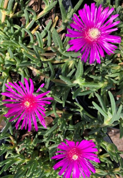 Tiny, neon-purple, star-shaped flowers on succulent, light green foliage