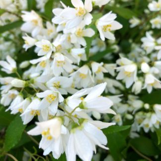 Close-up of clusters of small white flowers