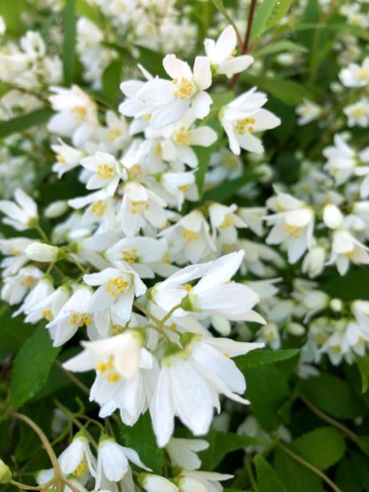 Close-up of clusters of small white flowers