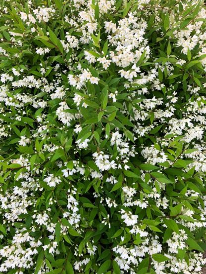 Profusion of small white flowers blooming amongst small green leaves