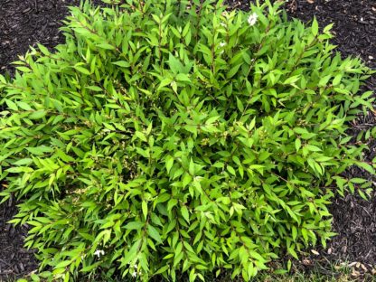 Compact shrub with small green leaves and a few tiny white flower buds planted in mulch