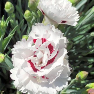 Close-up of two white flowers with red centers and green flower buds