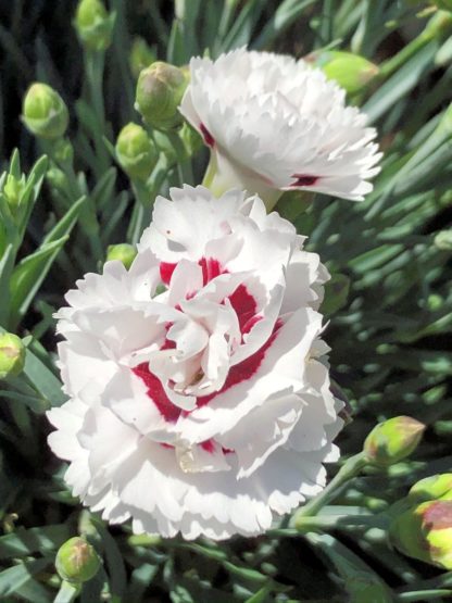 Close-up of two white flowers with red centers and green flower buds