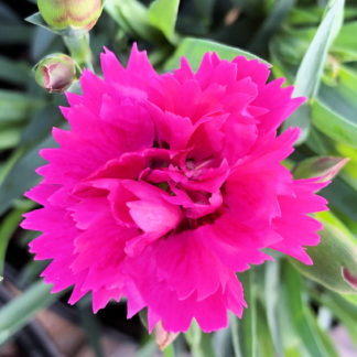 Close-up of small, bright pink flower surrounded by blue-green leaf blades