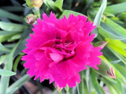 Close-up of small, bright pink flower surrounded by blue-green leaf blades