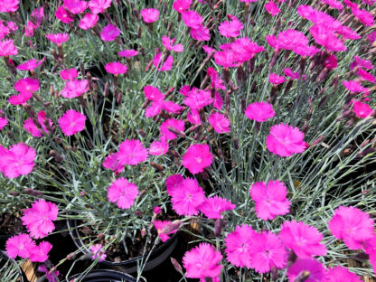 Small, bright pink flowers rising above blue-green, grass-like foliage