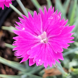 Close up of small, bright pink flower