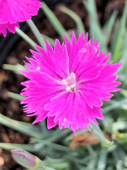 Close up of small, bright pink flower