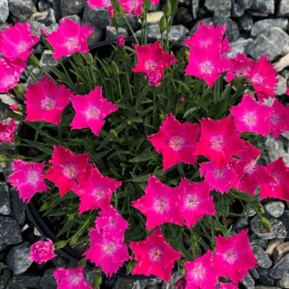 Small, bright pink flowers rising above blue-green, grass-like foliage surrounded by grey rocks