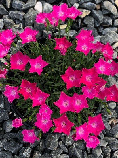 Small, bright pink flowers rising above blue-green, grass-like foliage surrounded by grey rocks