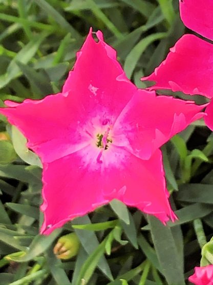 Close-up of small, bright pink, star-shaped flower surrounded by blue-green leaf blades