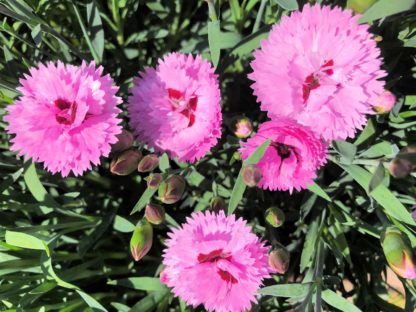 Small, pink flowers with dark pink center rising above blue-green, grass-like foliage