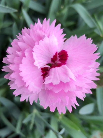 Close-up of small, pink flower with dark pink center surrounded by blue-green leaf blades