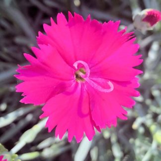Close-up of small, bright pink flower and flower bud