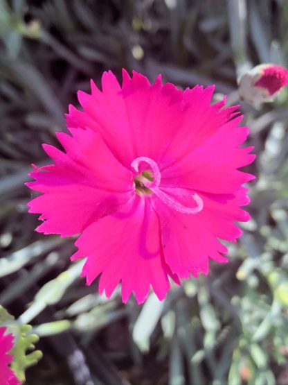 Close-up of small, bright pink flower and flower bud