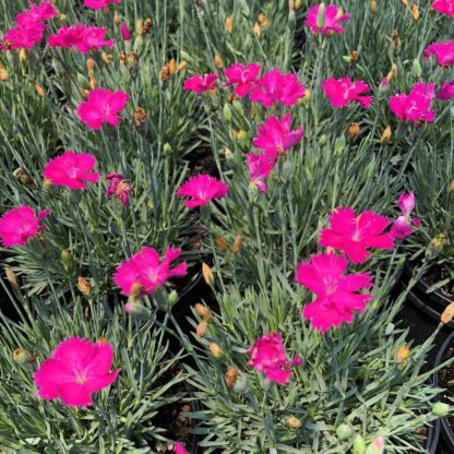 Small, bright pink flowers rising above blue-green, grass-like foliage