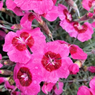 Small, bright pink flowers with dark pink centers rising above blue-green, grass-like foliage