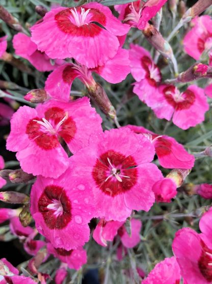 Small, bright pink flowers with dark pink centers rising above blue-green, grass-like foliage