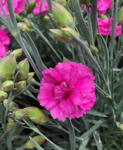 Close up of small, bright pink flower surrounded by blue-green foliage and flower buds