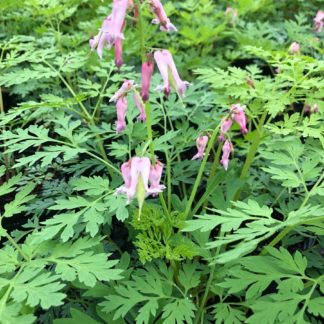 Close-up of light pink heart-shaped flowers which rise above lacy, green foliage